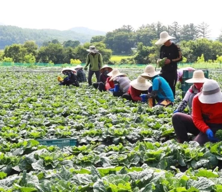 Hàn Quốc thiếu lao động làm nông trầm trọng